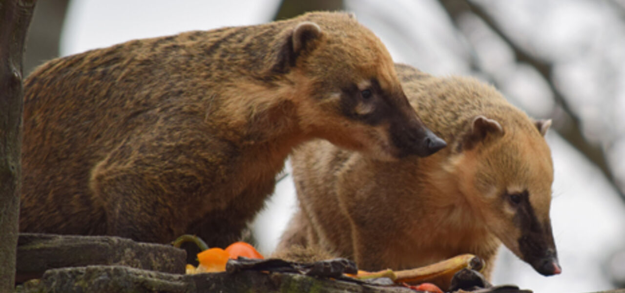 Tierpark Bad Kösen - Ein Besuch lohnt sich! Tierpark Bad Kösen - Ein Besuch lohnt sich!